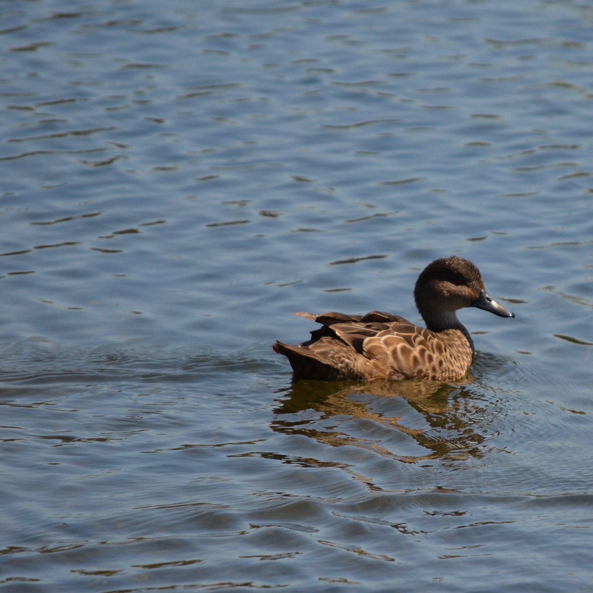 Birds at Styx Mill Reserve – Critter Club – Journal